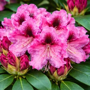 Havasszépe Rhododendron hybride Alpenrose Rasputin rózsaszín virágok közeli fotó
