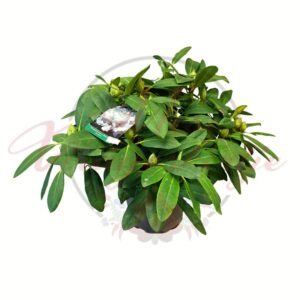 Havasszépe Rhododendron hybride Eskimo fehér virágú cserepes növény