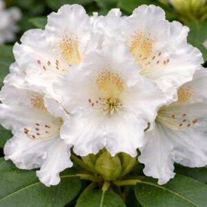 Havasszépe Rhododendron hybride Eskimo fehér virágok közeli fotó