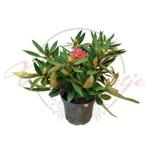 Havasszépe Rhododendron hybride Tarragona cserepes örökzöld díszcserje bimbós állapotban