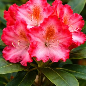 Havasszépe Rhododendron hybride Tarragona piros rózsaszín virágok közeli fotó