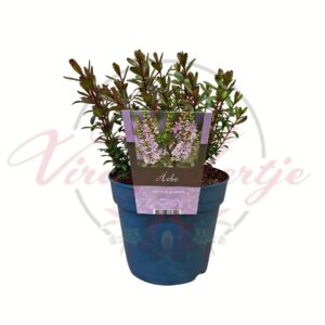 Hebe Bronze Glow veronika cserje örökzöld dísznövény cserépben