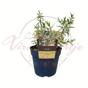 Hebe Eyecatcher tarka levelű veronika cserje örökzöld dísznövény