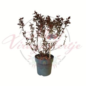 Hólyagvessző Physocarpus opulifolius All Black sötét lombú díszcserje cserépben