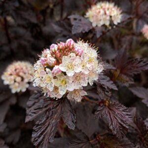 Hólyagvessző Physocarpus opulifolius All Black virág közeli képe