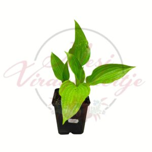 Árnyékliliom zöld levelű dísznövény cserépben Hosta fortunei