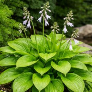 Árnyékliliom kifejlett növény kertben zöld levelű Hosta fortunei virágzással