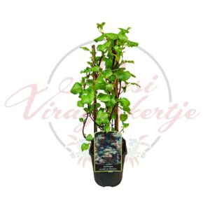 Kúszó hortenzia futónövény cserépben Hydrangea anomala petiolaris