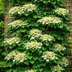 Kúszó hortenzia kifejlett növény falon futva fehér virágokkal Hydrangea anomala petiolaris