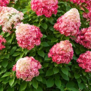 Bugás hortenzia Red Light kifejlett növény piros virágbugákkal Hydrangea paniculata