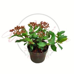 Illatos bangita Viburnum bodnantense virágrügyes cserje cserépben