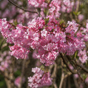 Illatos bangita Viburnum bodnantense rózsaszín virágai természetes kerti környezetben
