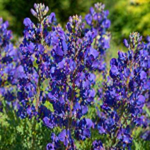 Indigócsillag Baptisia Indigo Sky kék virágai közelről napos kertben