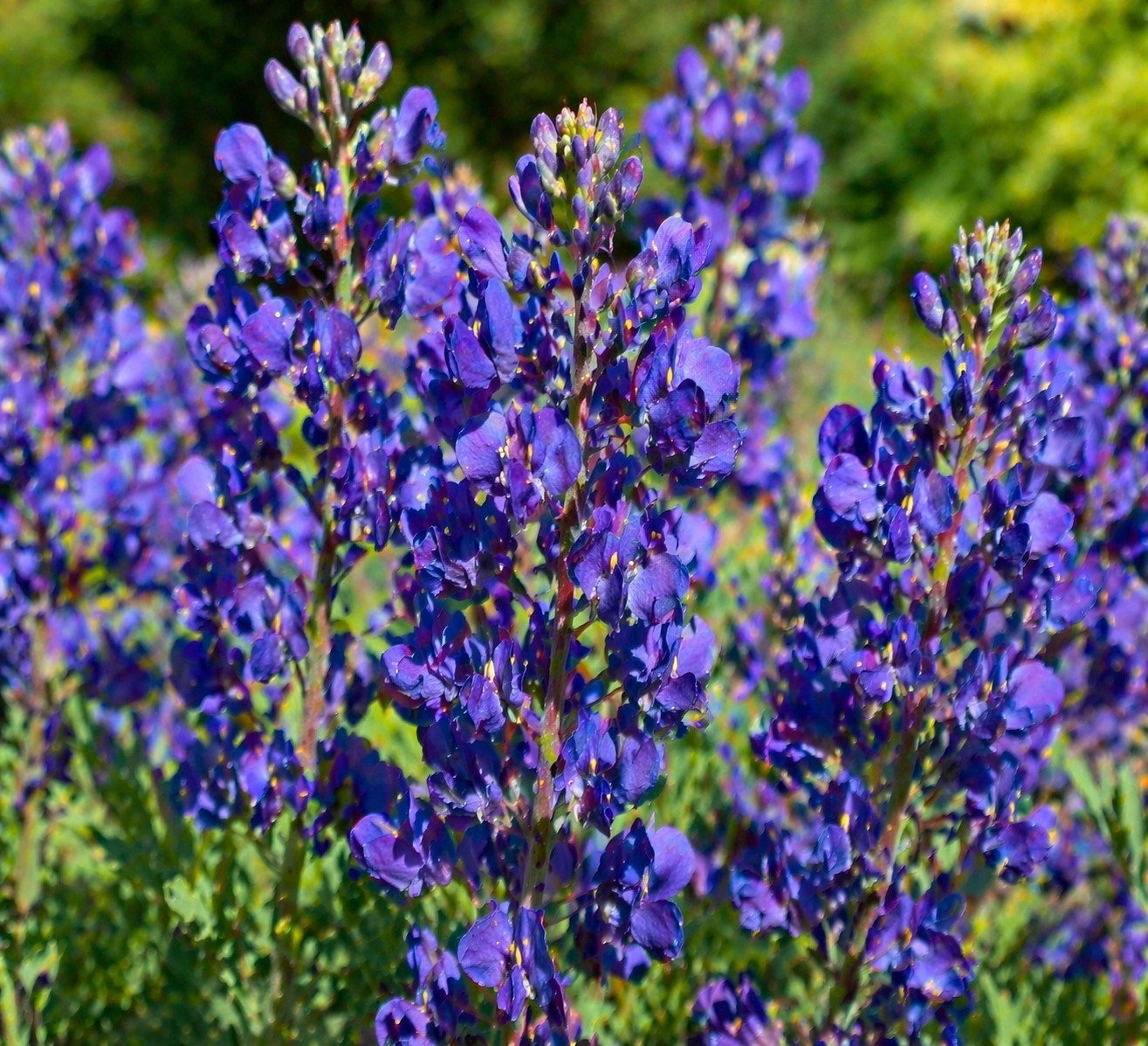 Indigócsillag Baptisia Indigo Sky kék virágai közelről napos kertben