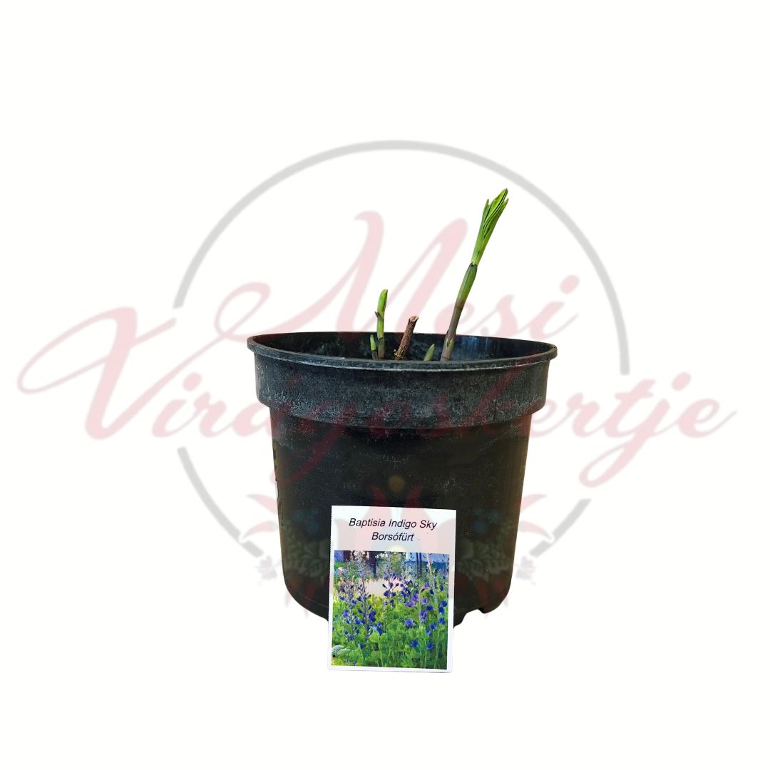 Indigócsillag Baptisia Indigo Sky fiatal cserepes növény címkével