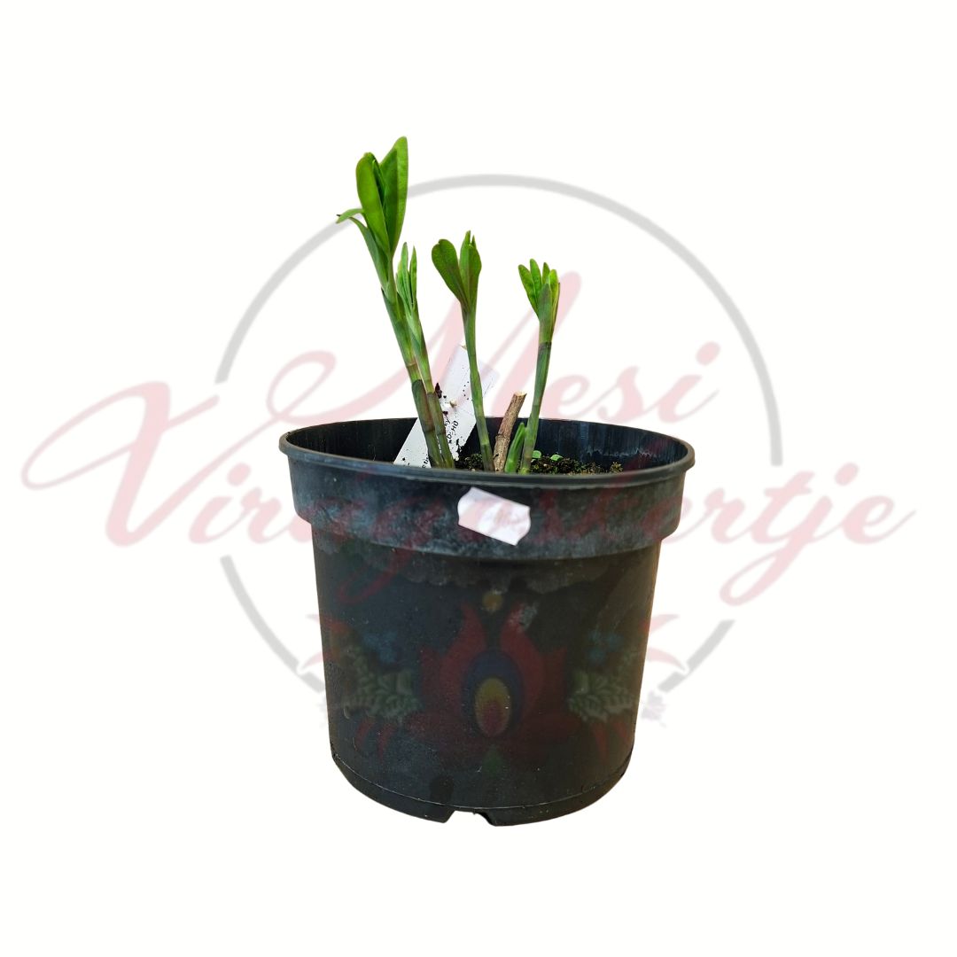 Indigócsillag Baptisia Indigo Sky friss hajtásai cserepes növényen