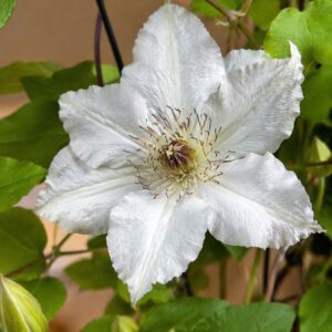 Fehér virágú iszalag Clematis Destiny virág közeli képe