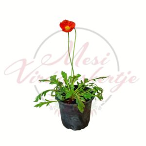 Izlandi pipacs Papaver nudicaule narancssárga virágú évelő dísznövény