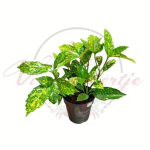 Japán babérsom Aucuba japonica Crotonifolia tarka levelű dísznövény cserépben