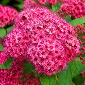 Japán gyöngyvessző Anthony Waterer élénk rózsaszín virág közelről