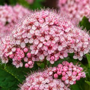 Japán gyöngyvessző Little Princess rózsaszín virág közelről Spiraea japonica