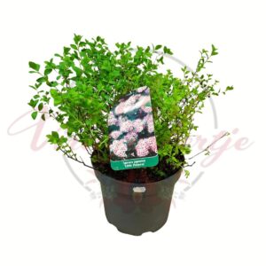 Japán gyöngyvessző Little Princess cserépben Spiraea japonica