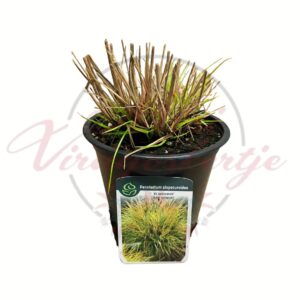 Japán tollborzfű Pennisetum alopecuroides JS Jommenik cserépben