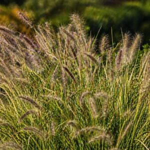 Japán tollborzfű Pennisetum alopecuroides kifejlett díszfű napfényben