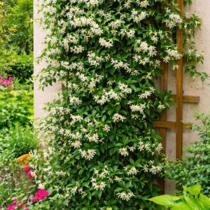 illatos csillagjázmin Trachelospermum jasminoides kifejlett futónövény kertben