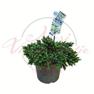 Pikkelyes boróka Blue Star Juniperus squamata kompakt kékeszöld örökzöld cserépben