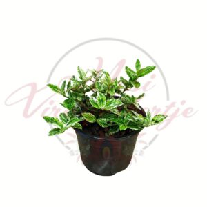 tarka levelű kecskerágó Euonymus fortunei zöld fehér levelű dísznövény