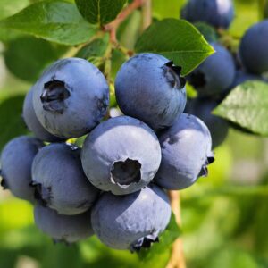 Közeli kép érett kék áfonya termésekről bokron