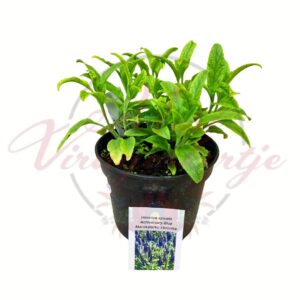 kék macskafarkú veronika Anniversary Blue Veronica spicata cserepes évelő