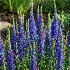 kék macskafarkú veronika Anniversary Blue Veronica spicata virágzó évelő