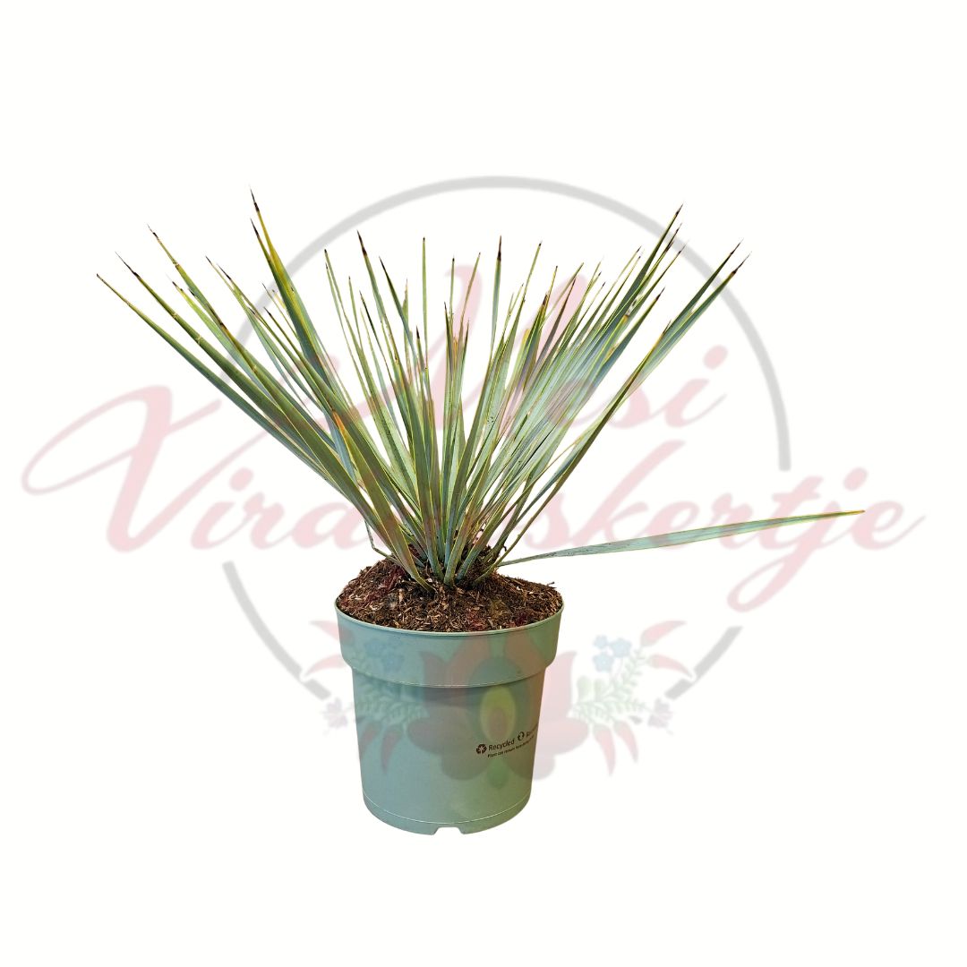 Kék pálmaliliom Yucca rostrata cserepes dísznövény keskeny kékes levelekkel