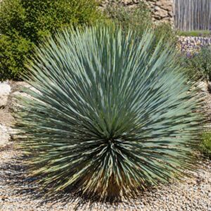 Kék pálmaliliom Yucca rostrata kifejlett növény kertben kékes szúrós levelekkel