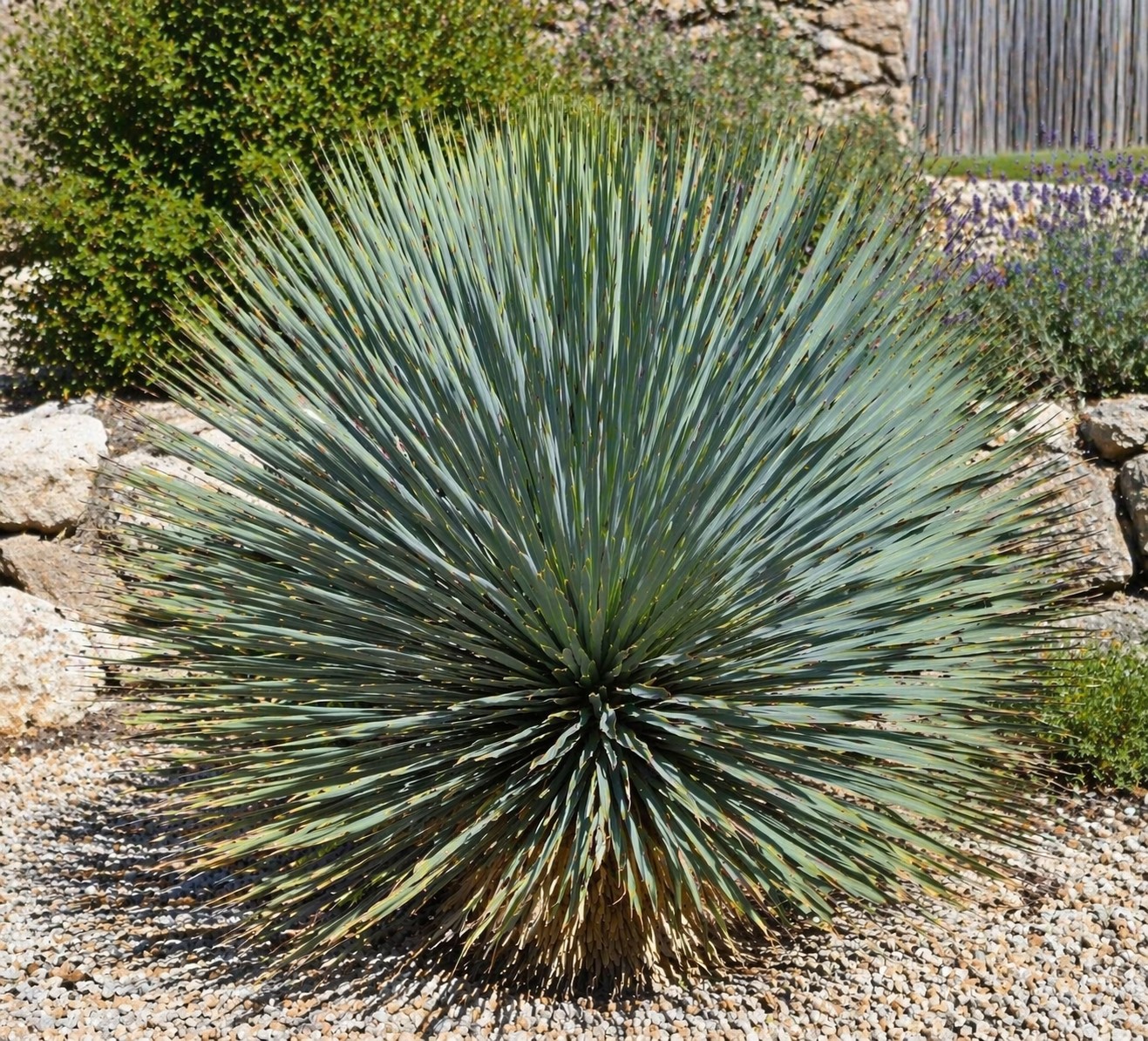 Kék pálmaliliom Yucca rostrata kifejlett növény kertben kékes szúrós levelekkel