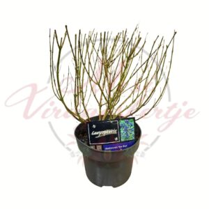 Kék virágú kékszakáll Caryopteris × clandonensis 'Kew Blue' cserepes díszcserje