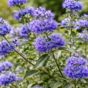 Kék virágú kékszakáll Caryopteris × clandonensis 'Kew Blue' virág közelről