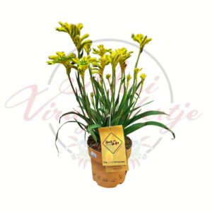 Sárga virágú kengurumancs Anigozanthos egzotikus virágú cserepes növény