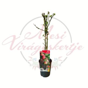 Piros egres Ribes uva crispa Captivator cserepes növény