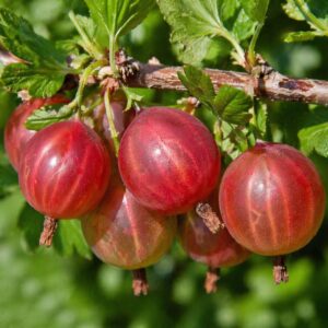 Piros egres Ribes uva crispa termés közelről ágon