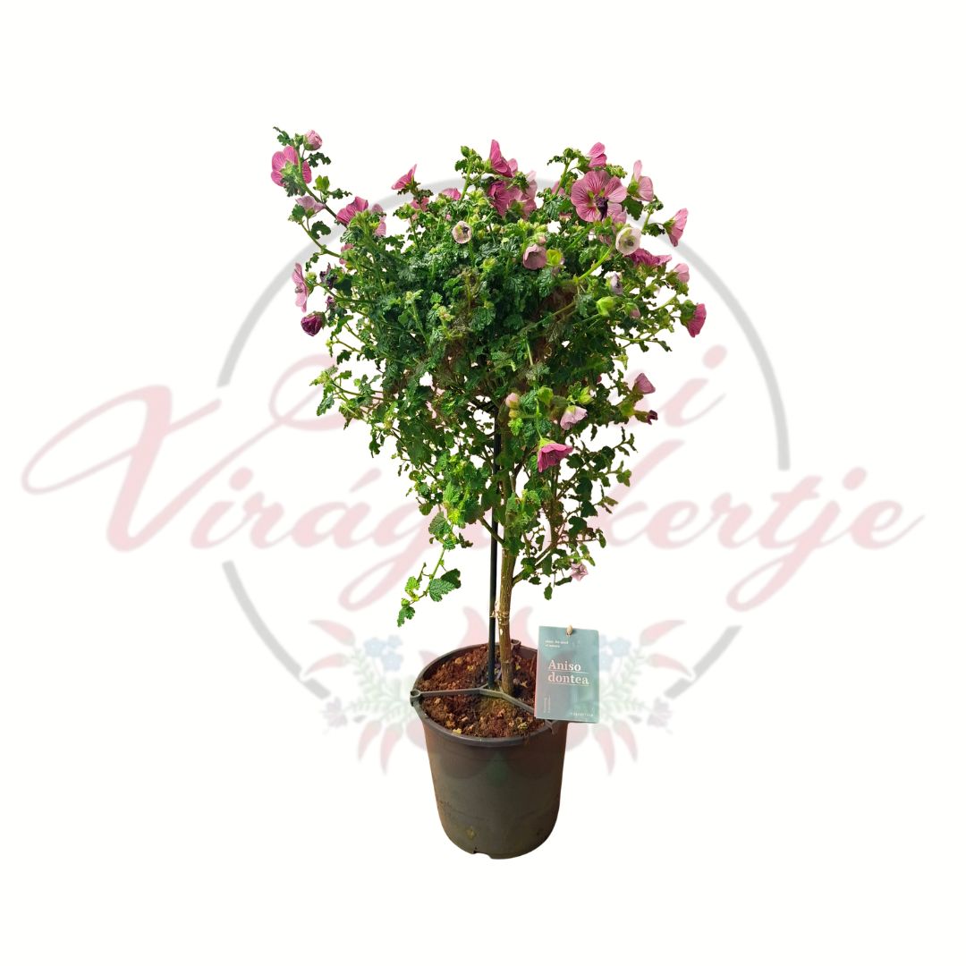 Rózsaszín mályvacserje Anisodontea capensis cserepes dísznövény