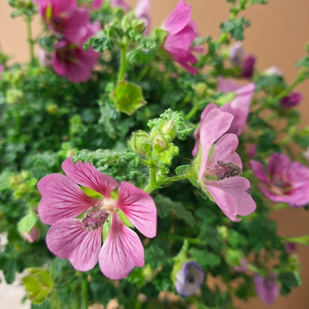 Rózsaszín mályvacserje virág közelről Anisodontea capensis