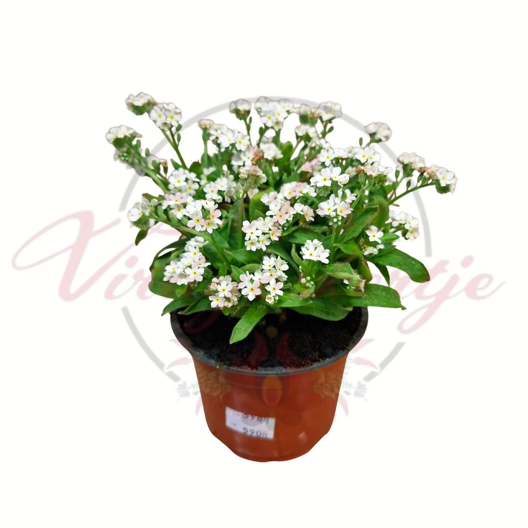 Kerti nefelejcs fehér Myosotis sylvatica tavaszi virágzó évelő cserépben