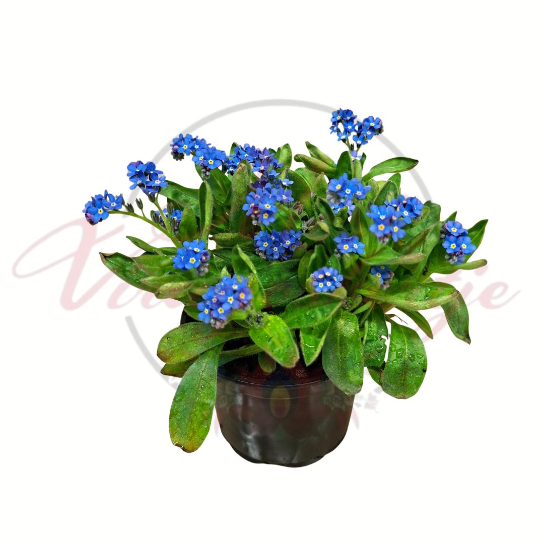 Kerti nefelejcs kék Myosotis sylvatica tavaszi virágzó évelő növény