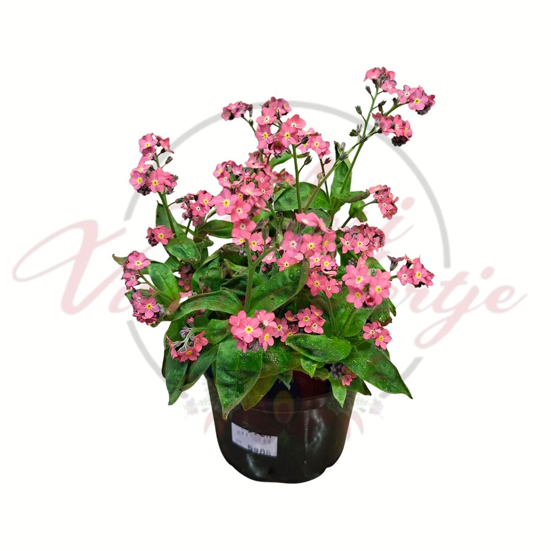 Kerti nefelejcs rózsaszín Myosotis sylvatica tavaszi virágzó évelő