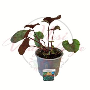 Kínai hamuvirág Ligularia dentata cserepes évelő dísznövény nagy levelekkel