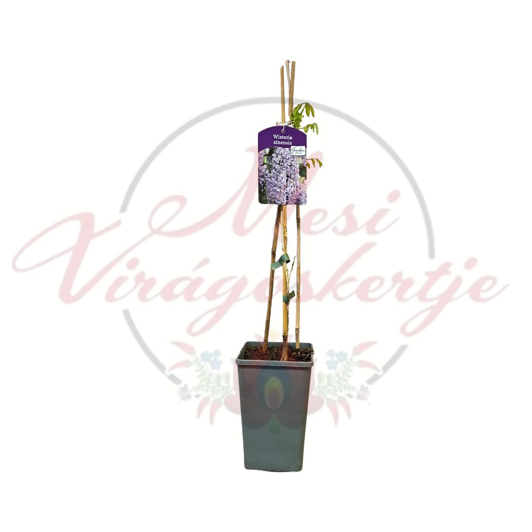 Kínai lilaakác Wisteria sinensis futónövény cserepes változat