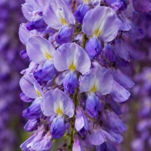 Kínai lilaakác Wisteria sinensis virágfürt közelről